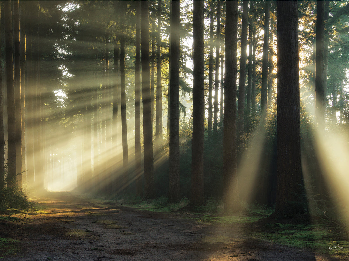 Pathway to Sunlight