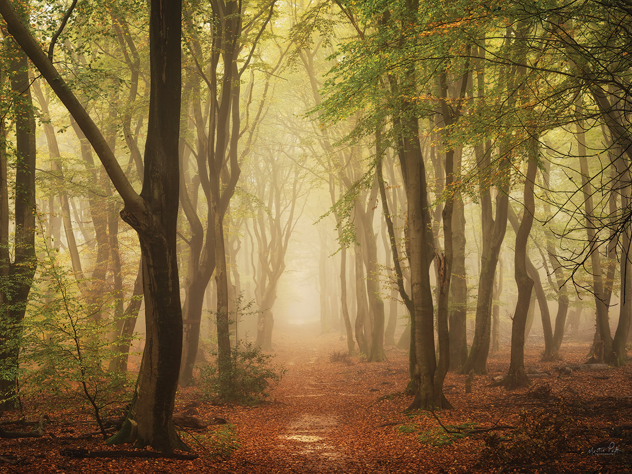 Path of Peace