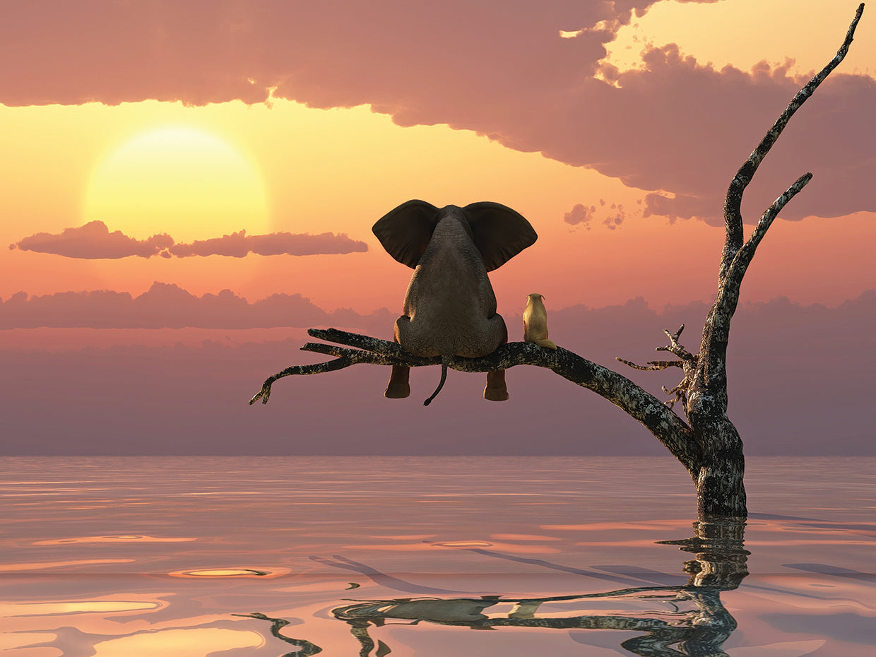 Elephant And Dog Sit on a Tree Branch