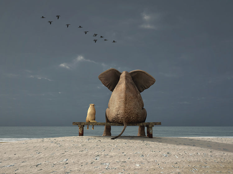 Elephant And Dog Sit at the Beach