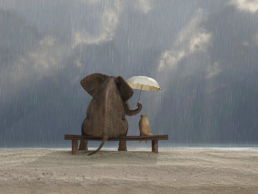 Elephant And Dog Sit in the Rain