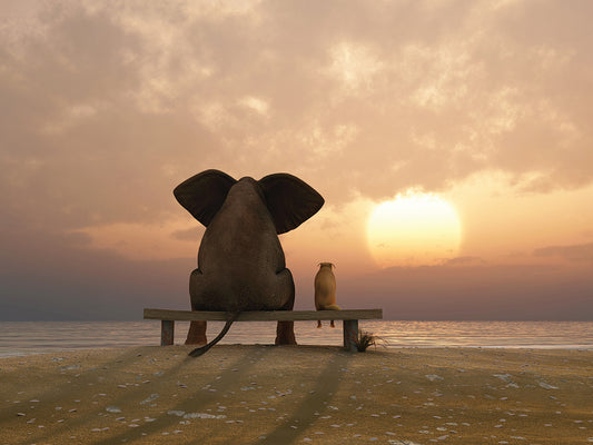 Elephant And Dog Sit at the Beach at Sunrise