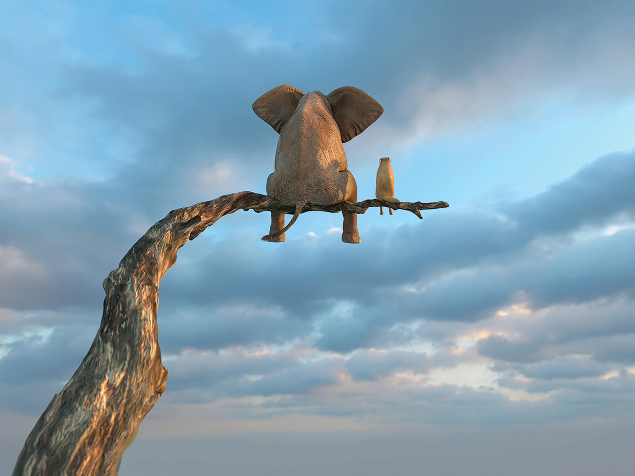 Elephant And Dog Sit High Up on a Branch