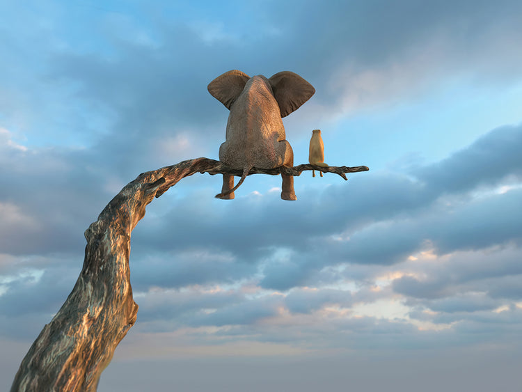 Elephant And Dog Sit High Up on a Branch