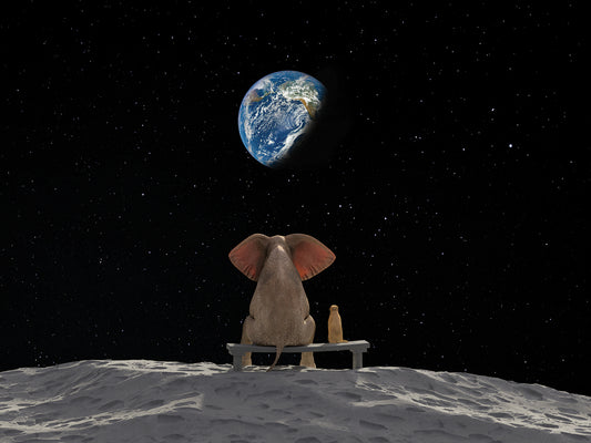 Elephant And Dog Sit on the Moon