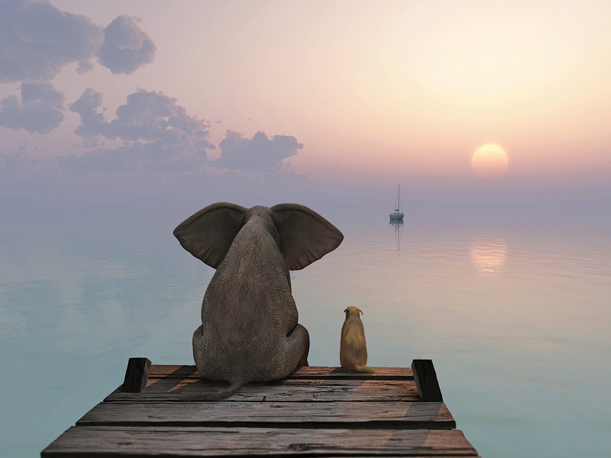Elephant And Dog Sit on a Dock