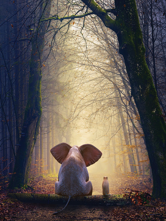 Elephant And Dog Sit On Forest
