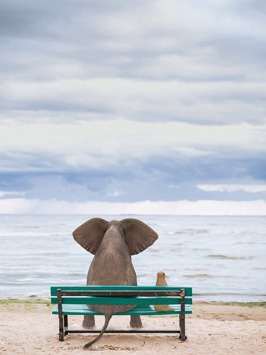 Elephant And Dog Sit