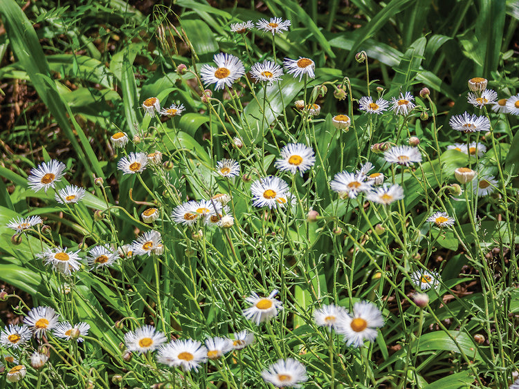 Desert Wildflowers 1