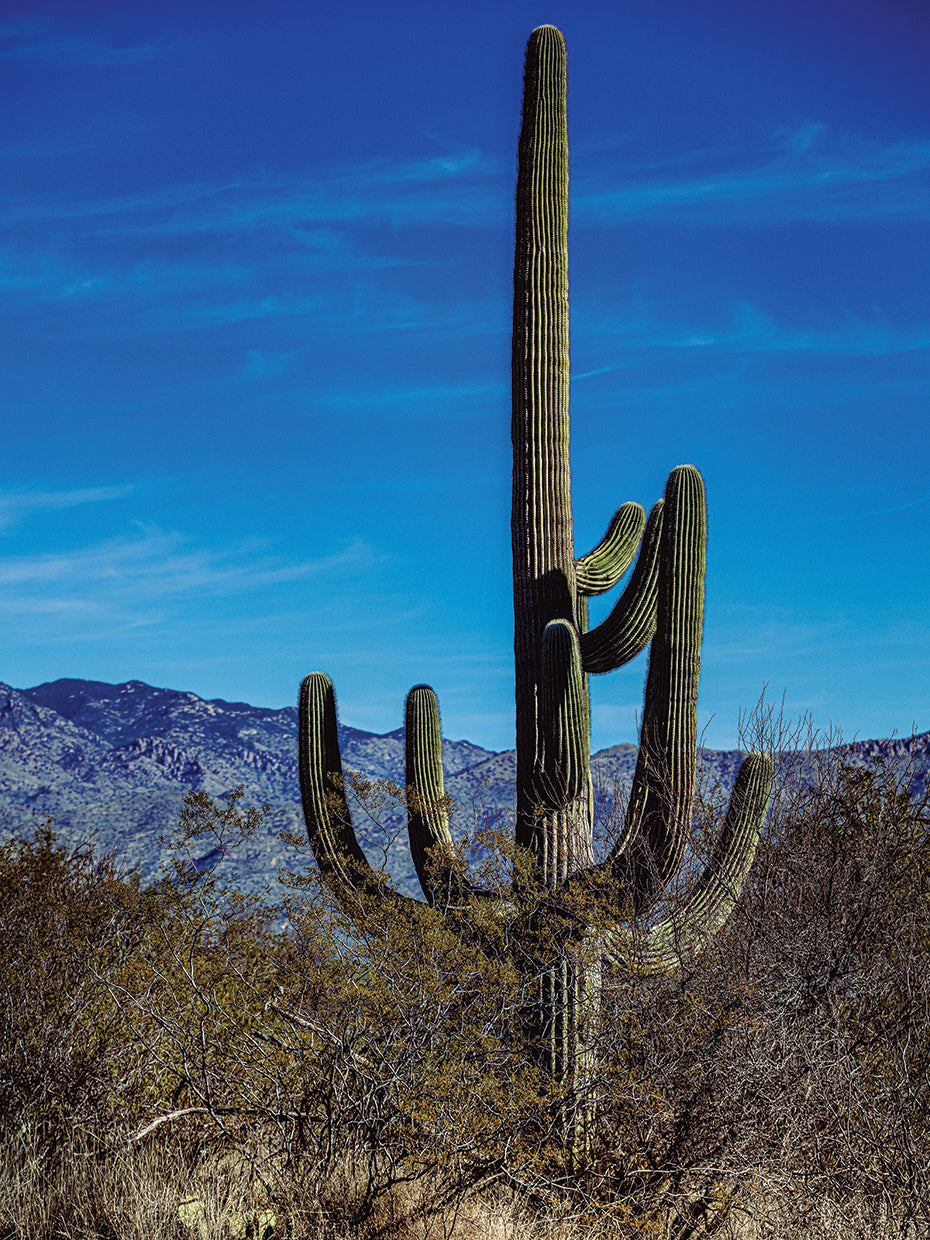 Giant Saguaro 1