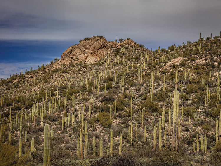 Sagauro Cactus Forest