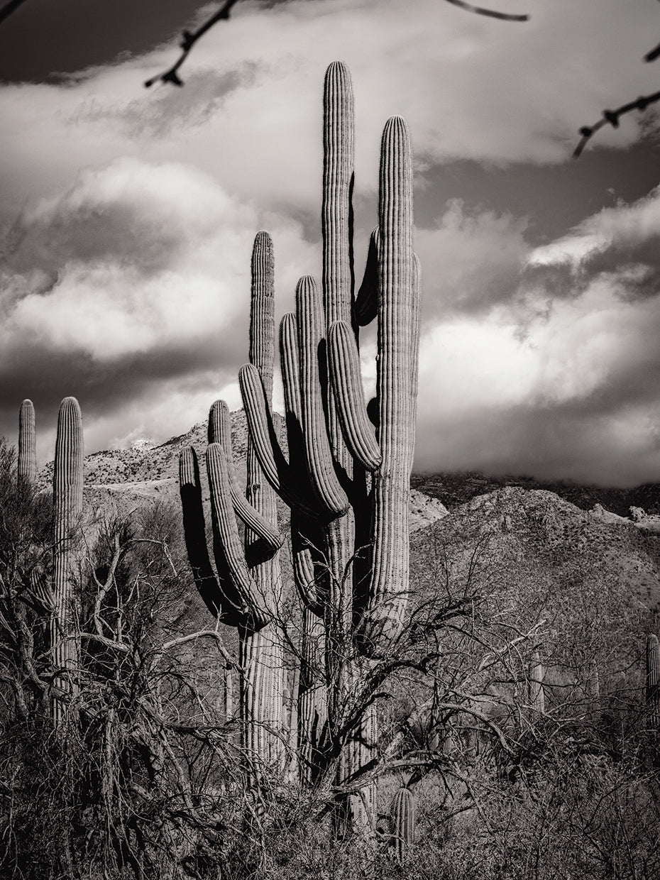 Twin Giants BW