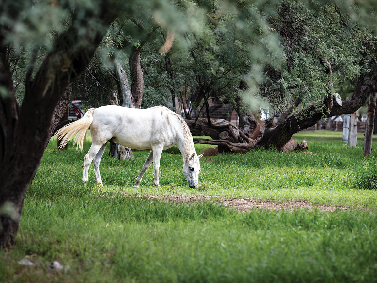White Stallion 1