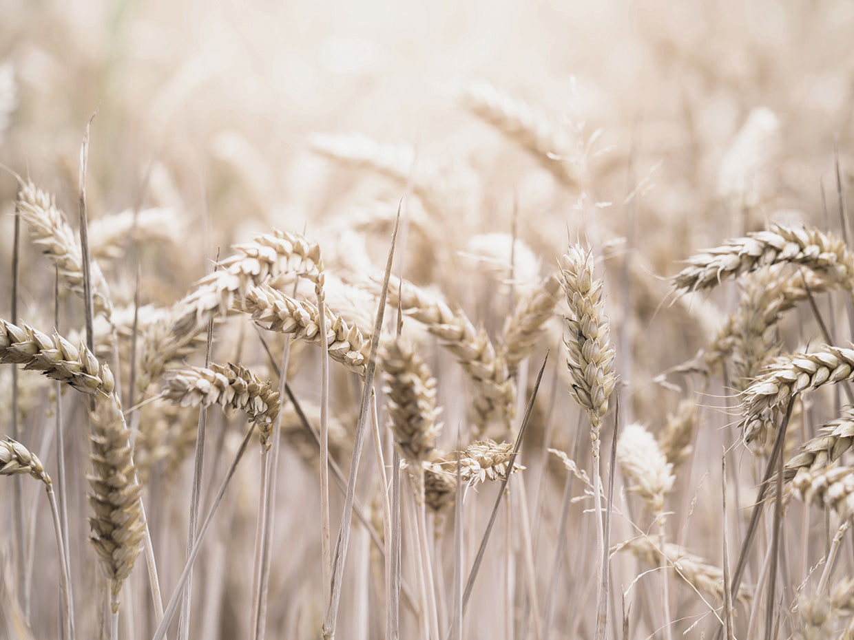 Mute Wheat Field