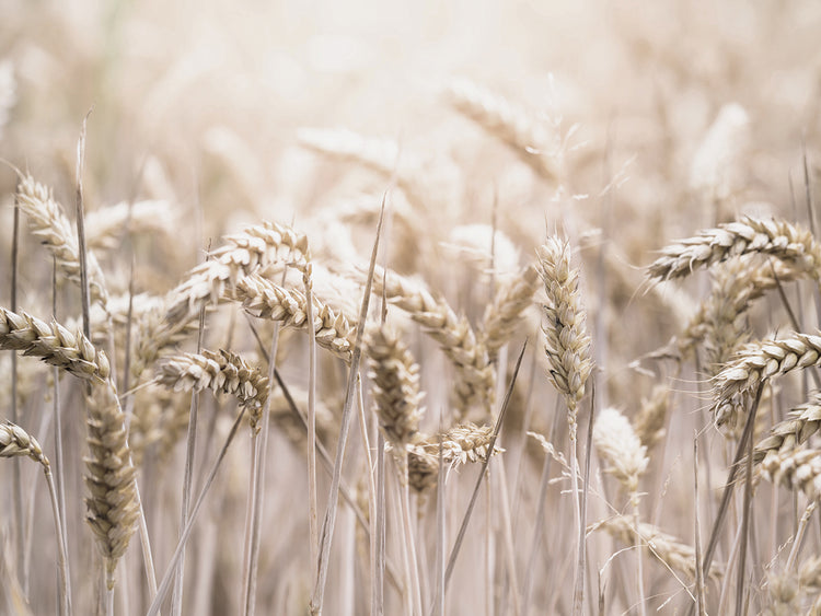 Mute Wheat Field