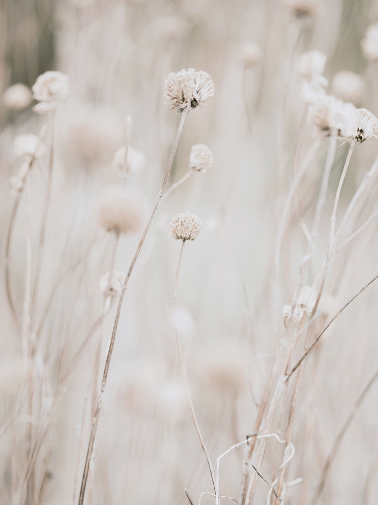White Dried Wildflowers