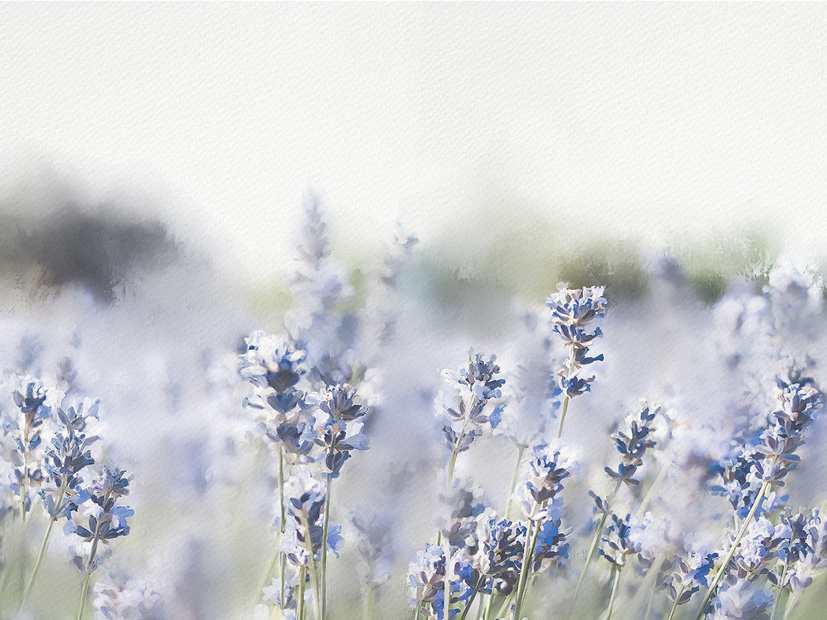 Close Lavender Field