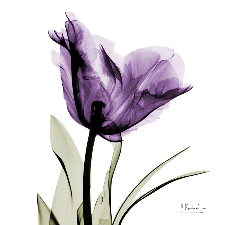 Royal Purple Parrot Tulip
