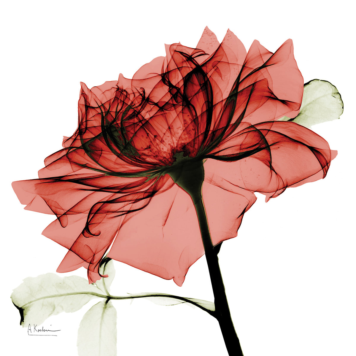 Red Rose