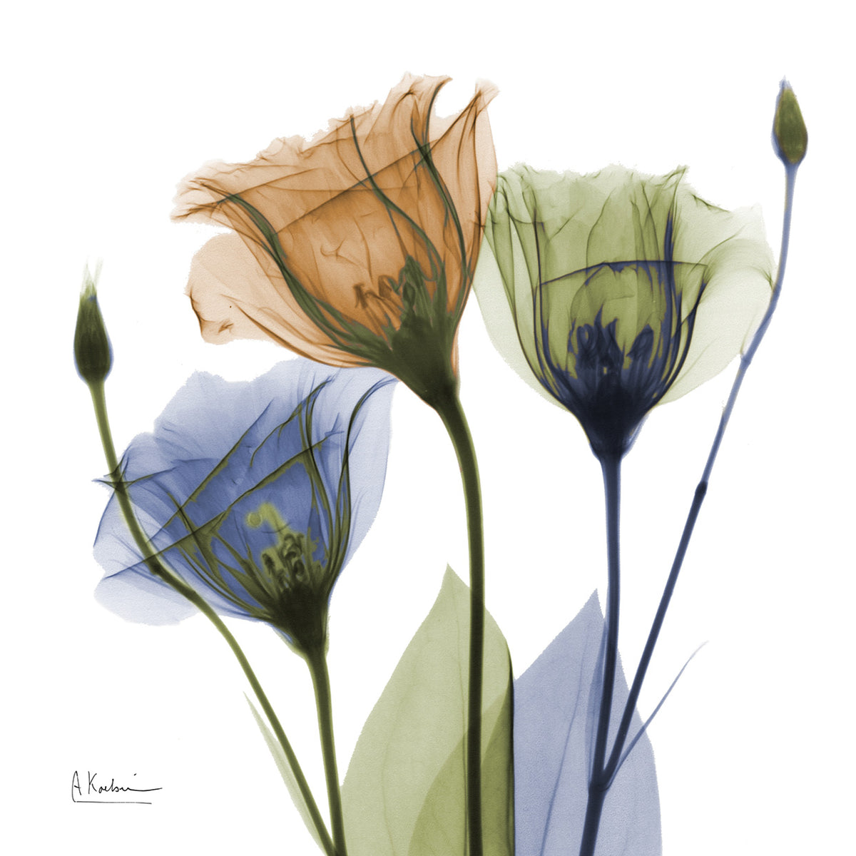 Gentian Buddies