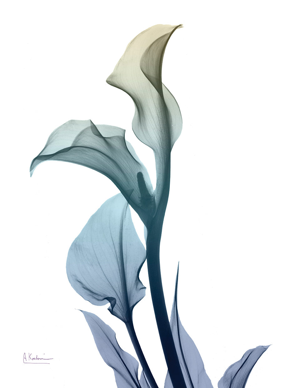 Ombre Expression 1
