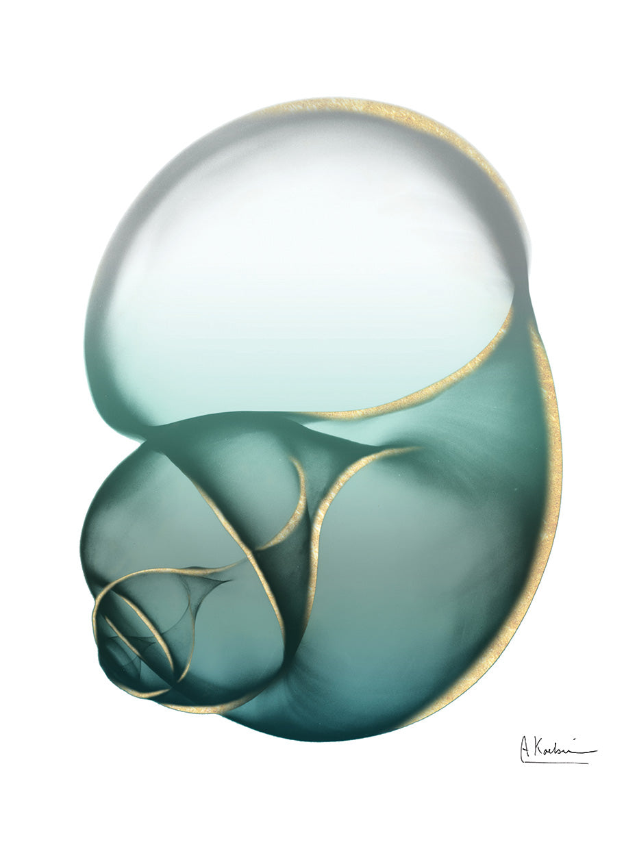 Shimmering Snail