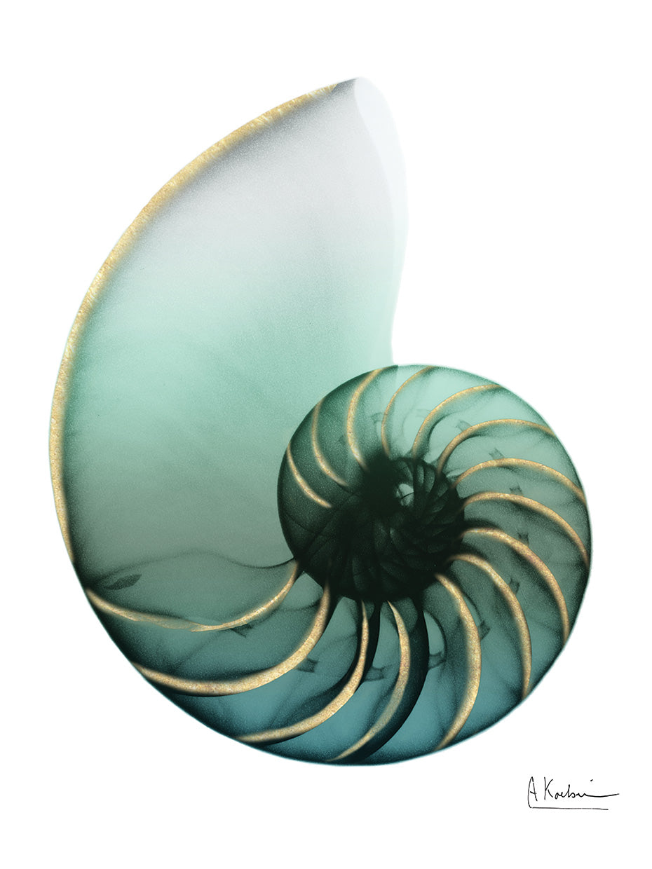 Shimmering Snail 4