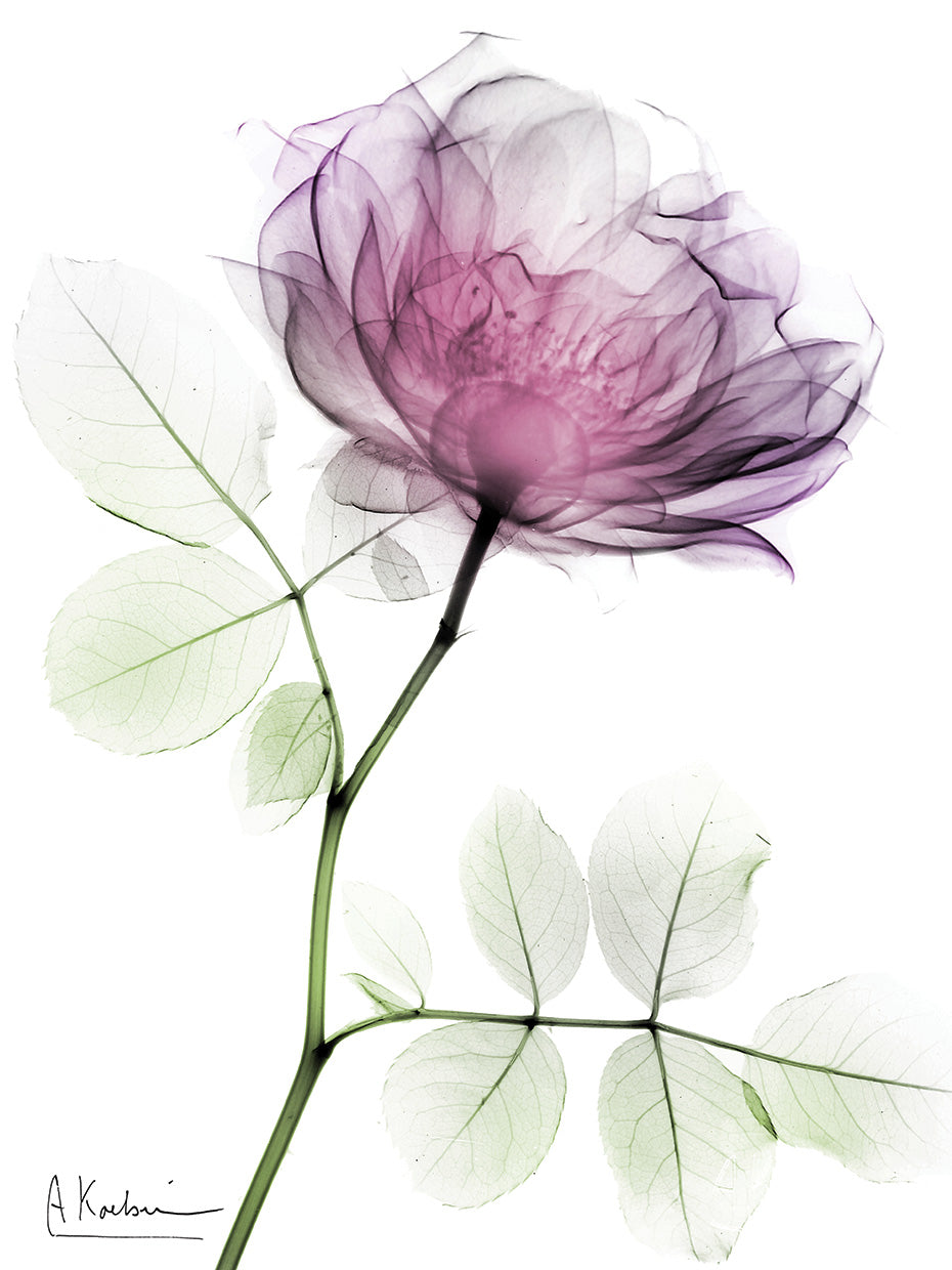 Rose Dynasty 1