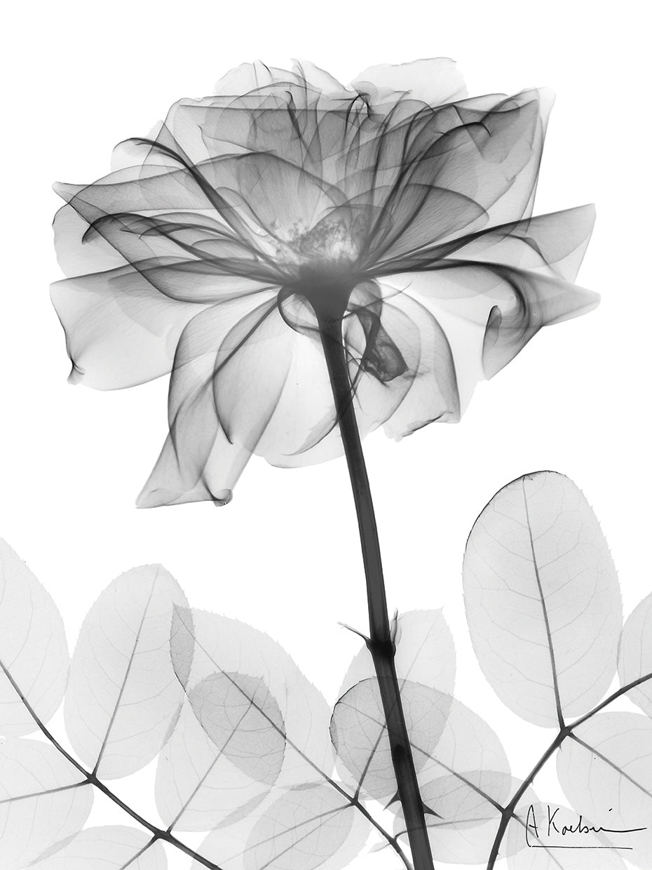 Rose Dynasty 2