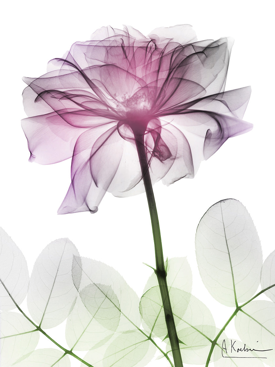 Rose Dynasty 2