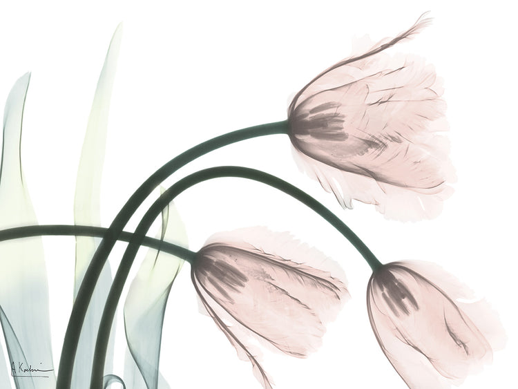 Refreshing Bloomed 1