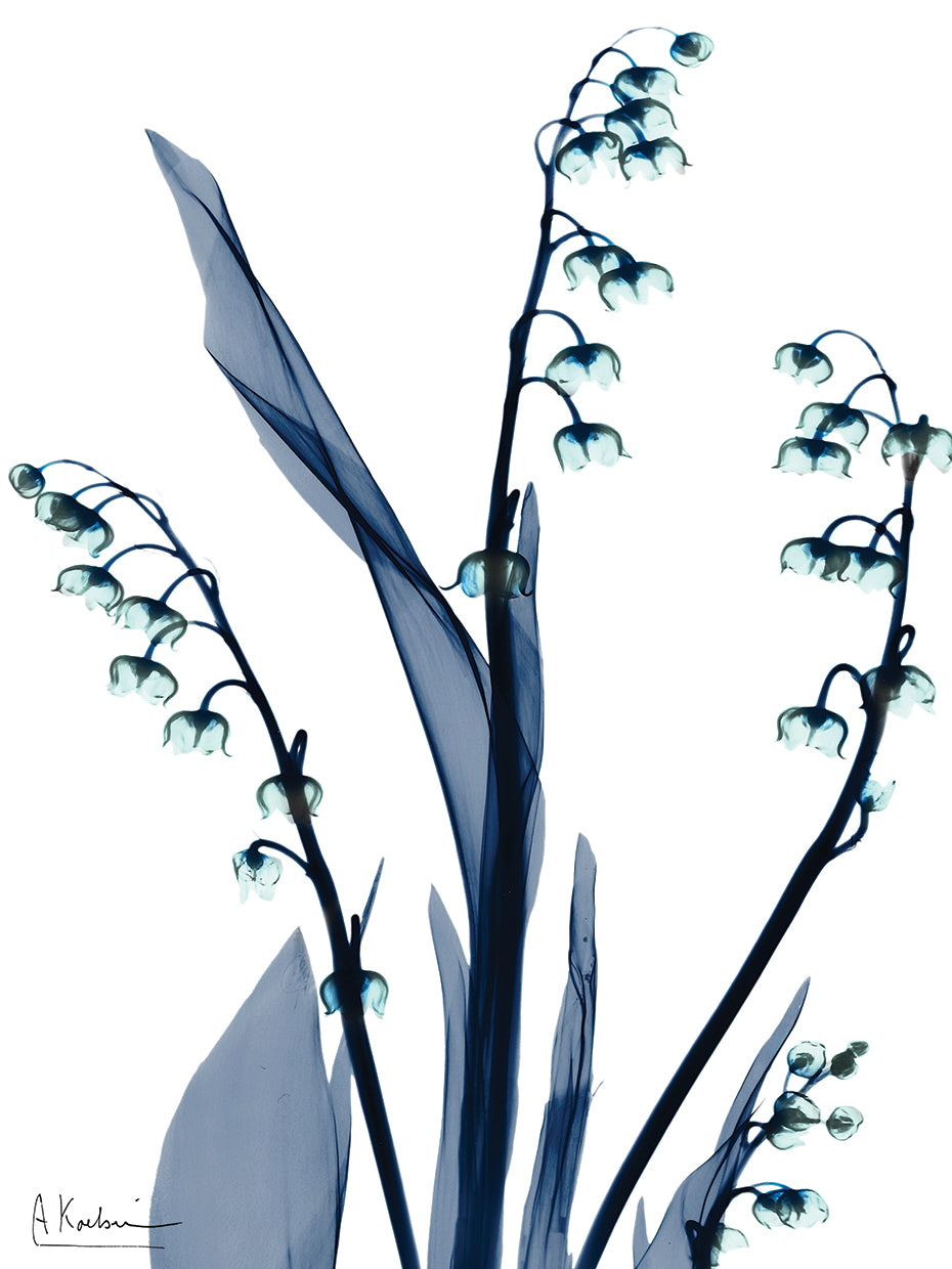 Midnight Oasis 1