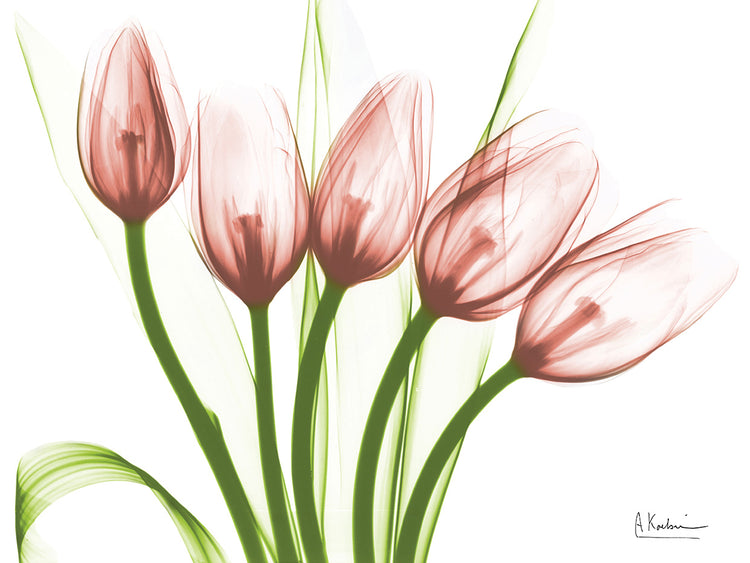 Coral Marching Tulips