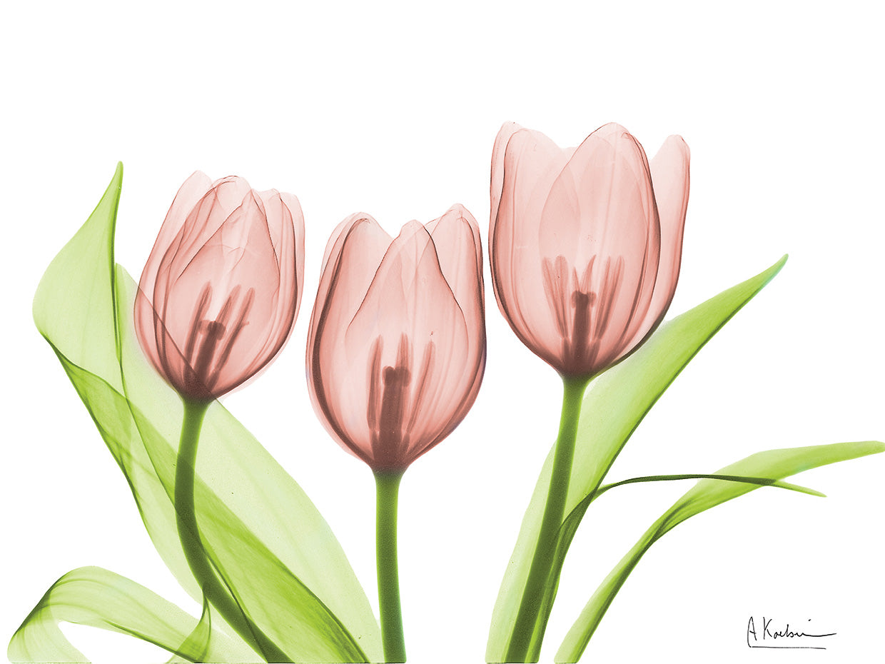 Coral Grouped Tulips