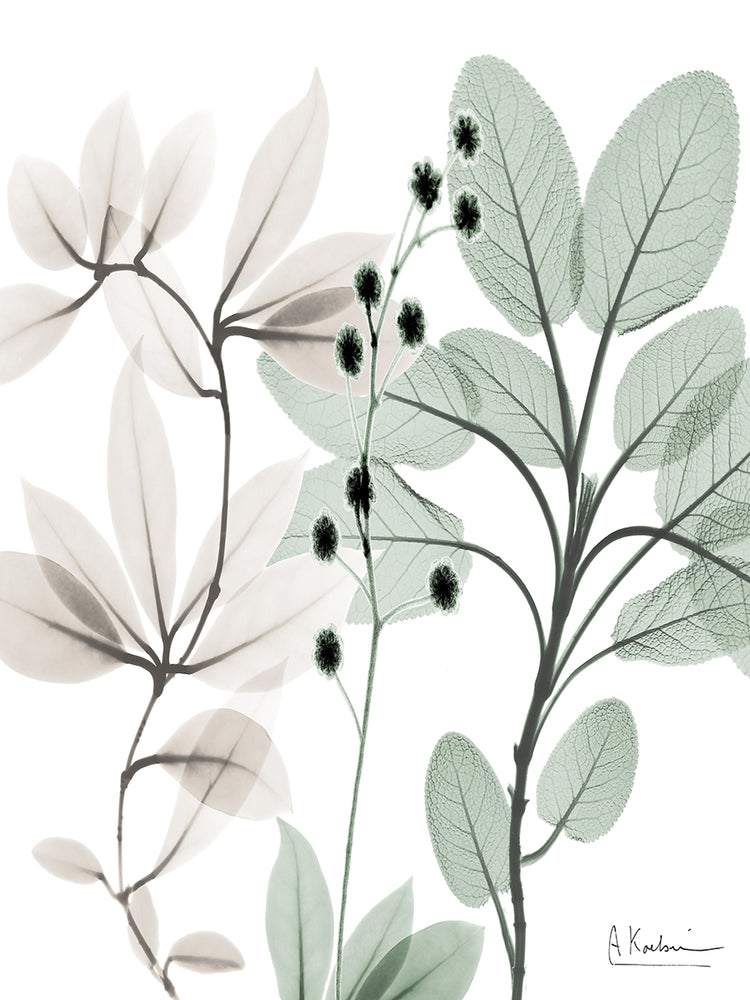 Northern Opposites 2