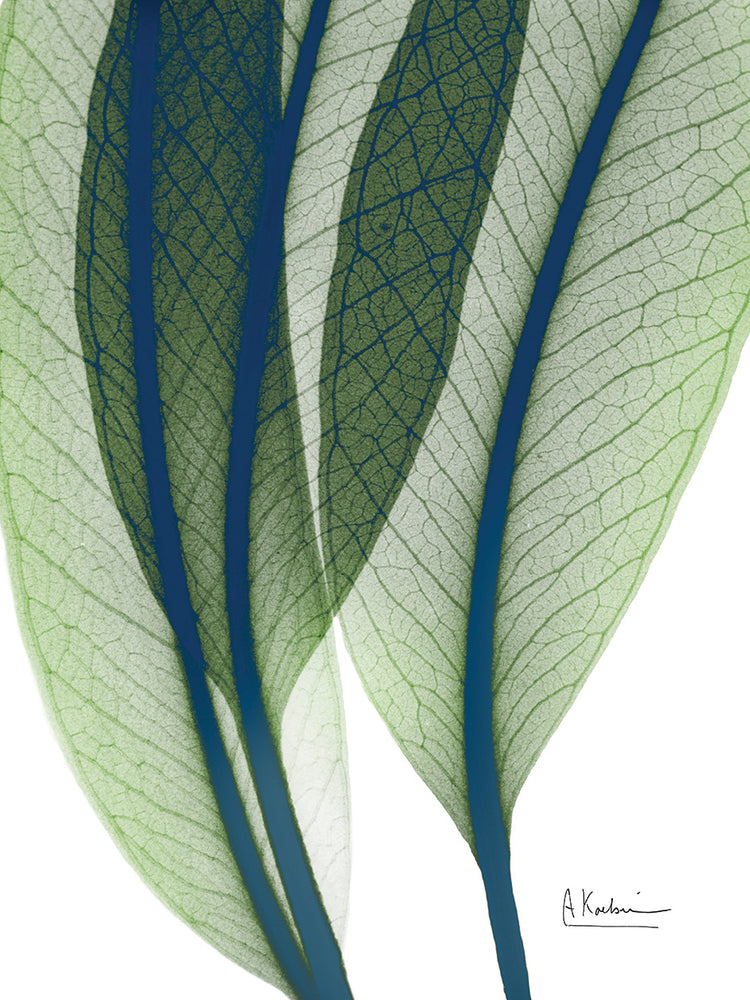 Vibrant Botanicals 1