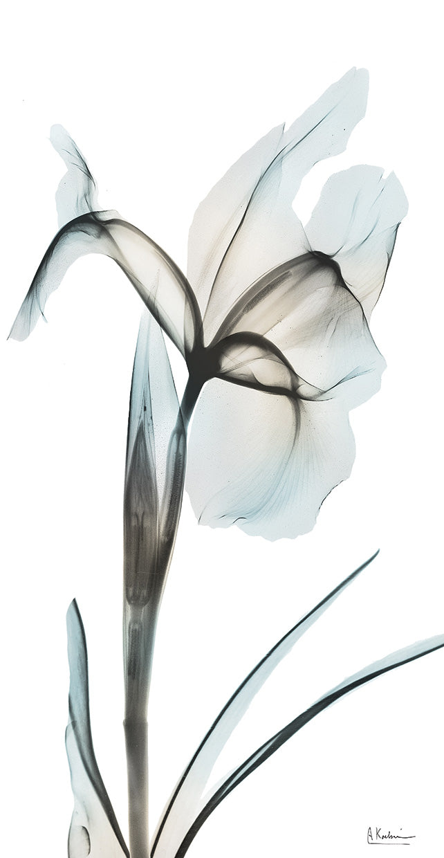 sea-infused-iris-2-albert-koetsier