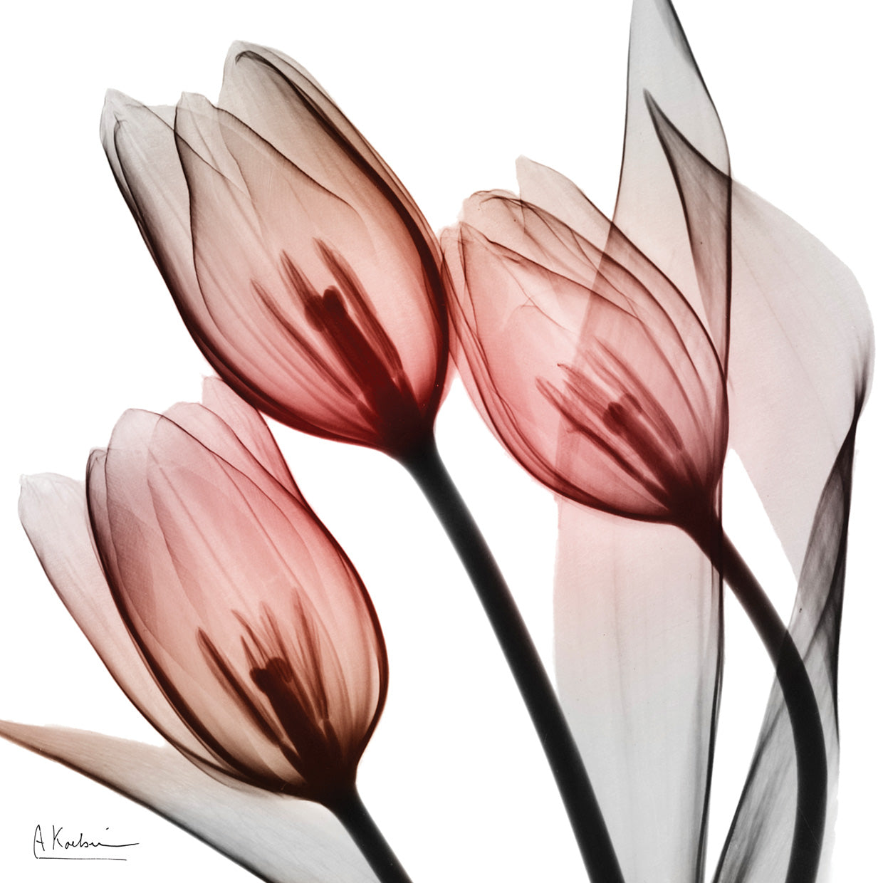 Splendid Tulips