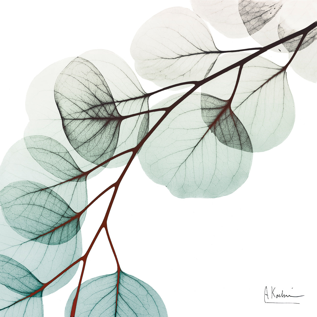 Extravagant Eucalyptus 1