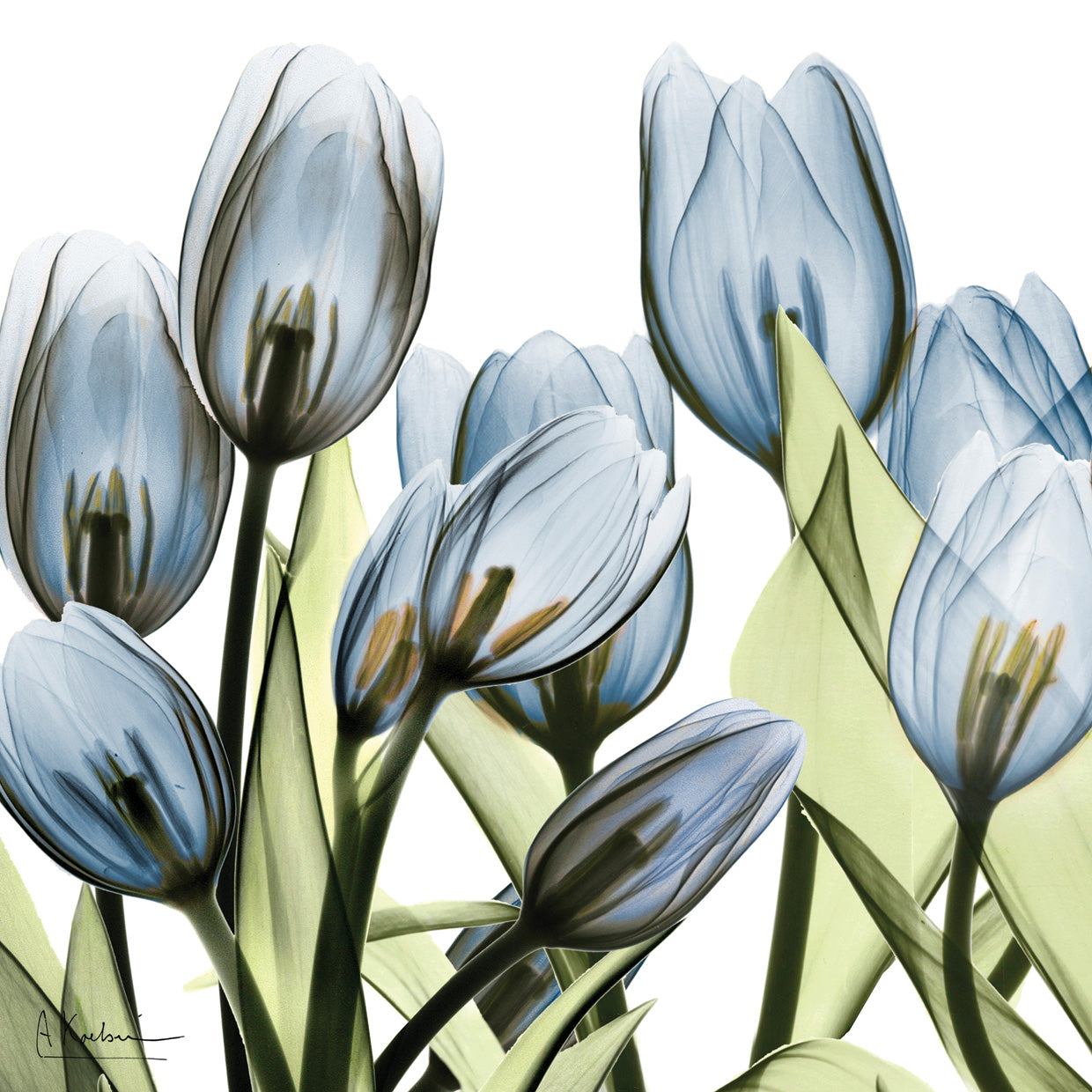 Tulip Blues 1
