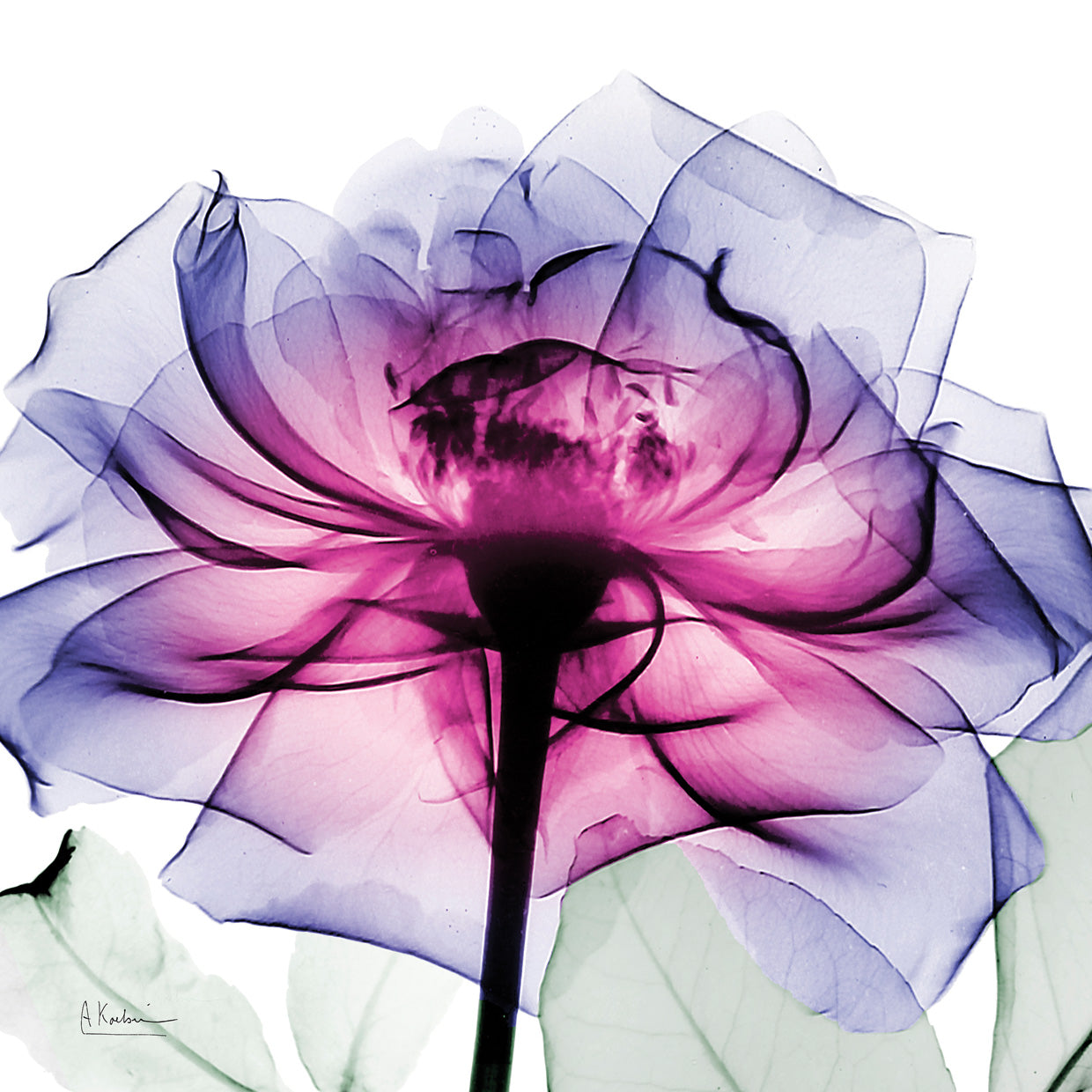 Leni Rose 2