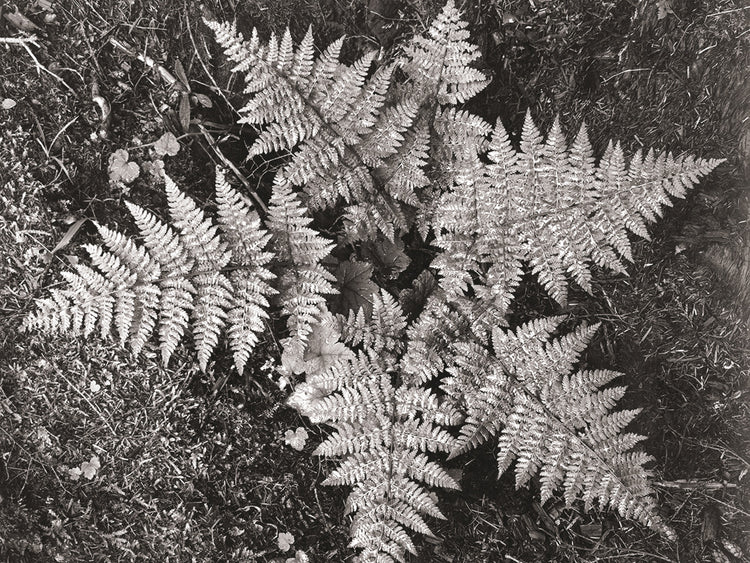 In Glacier National Park, Montana