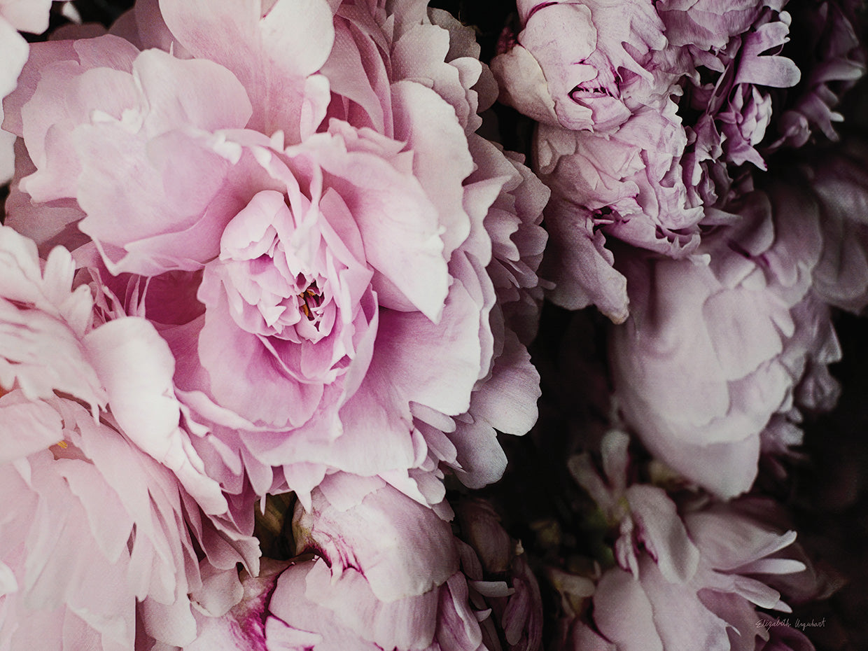Peonies Galore I
