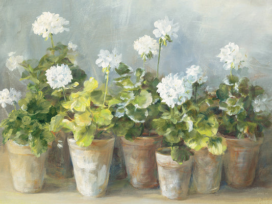 White Geraniums Canvas Print