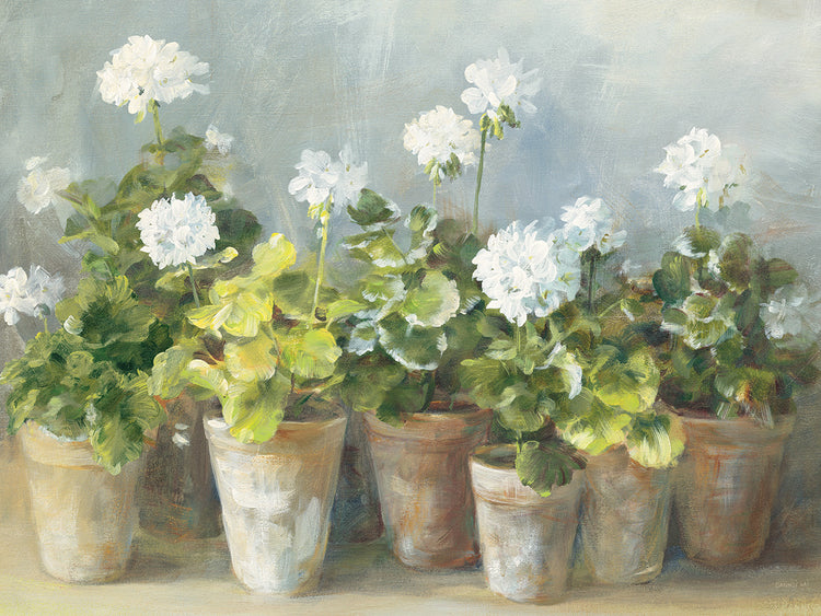 White Geraniums
