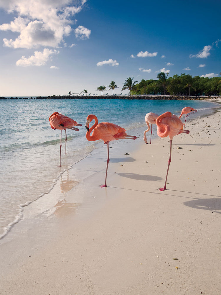 Caribbean Beach with Pink Flamingos, Aruba