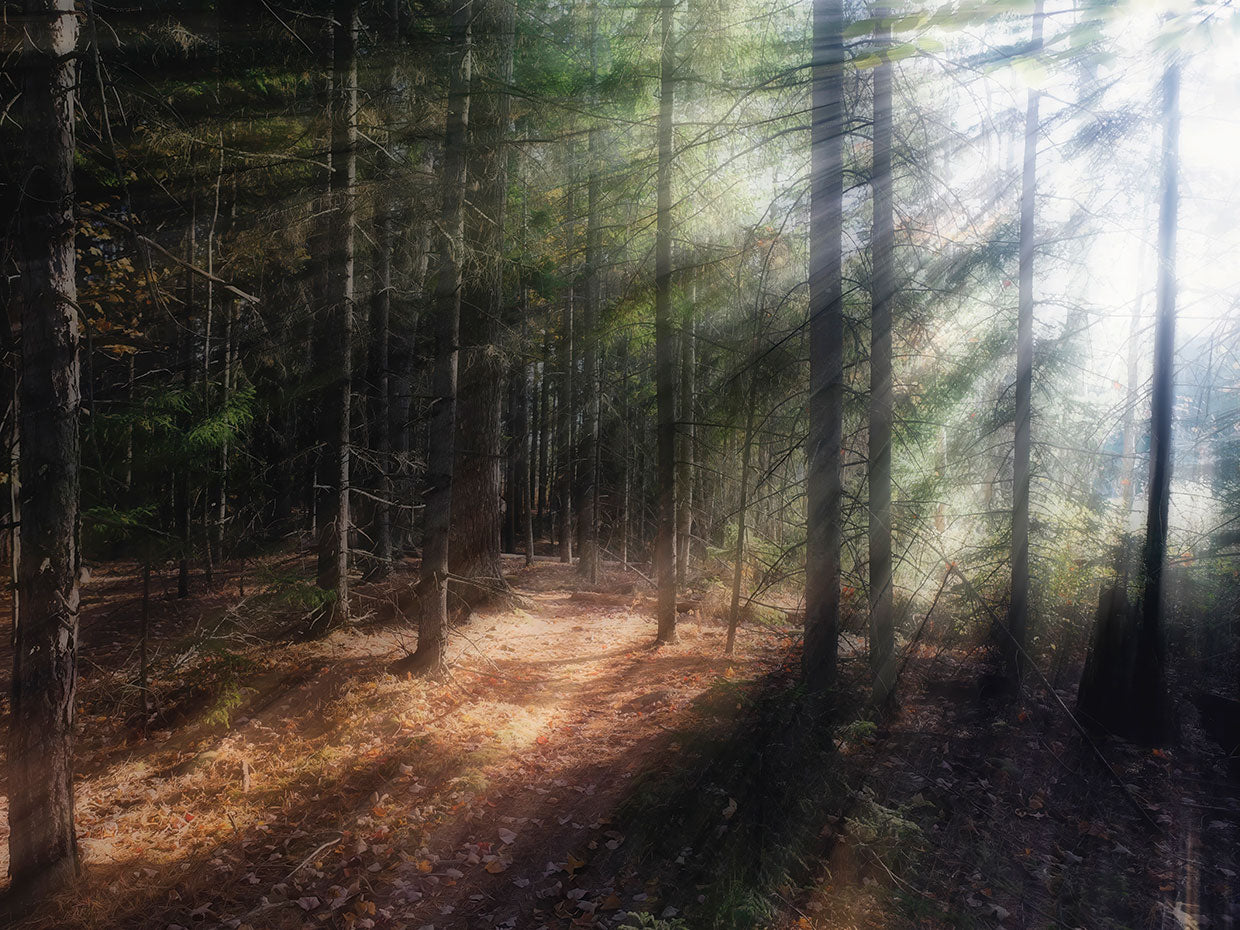 Whispering Light