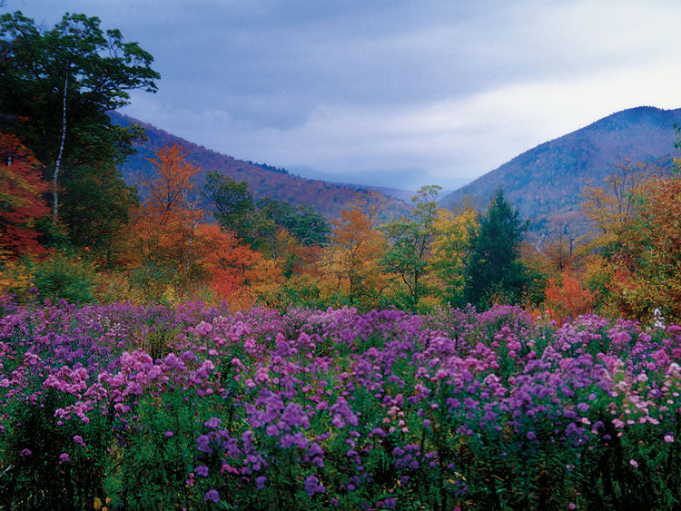 Fall Meadow at Twilight, Crawford Notch, New Hampshire