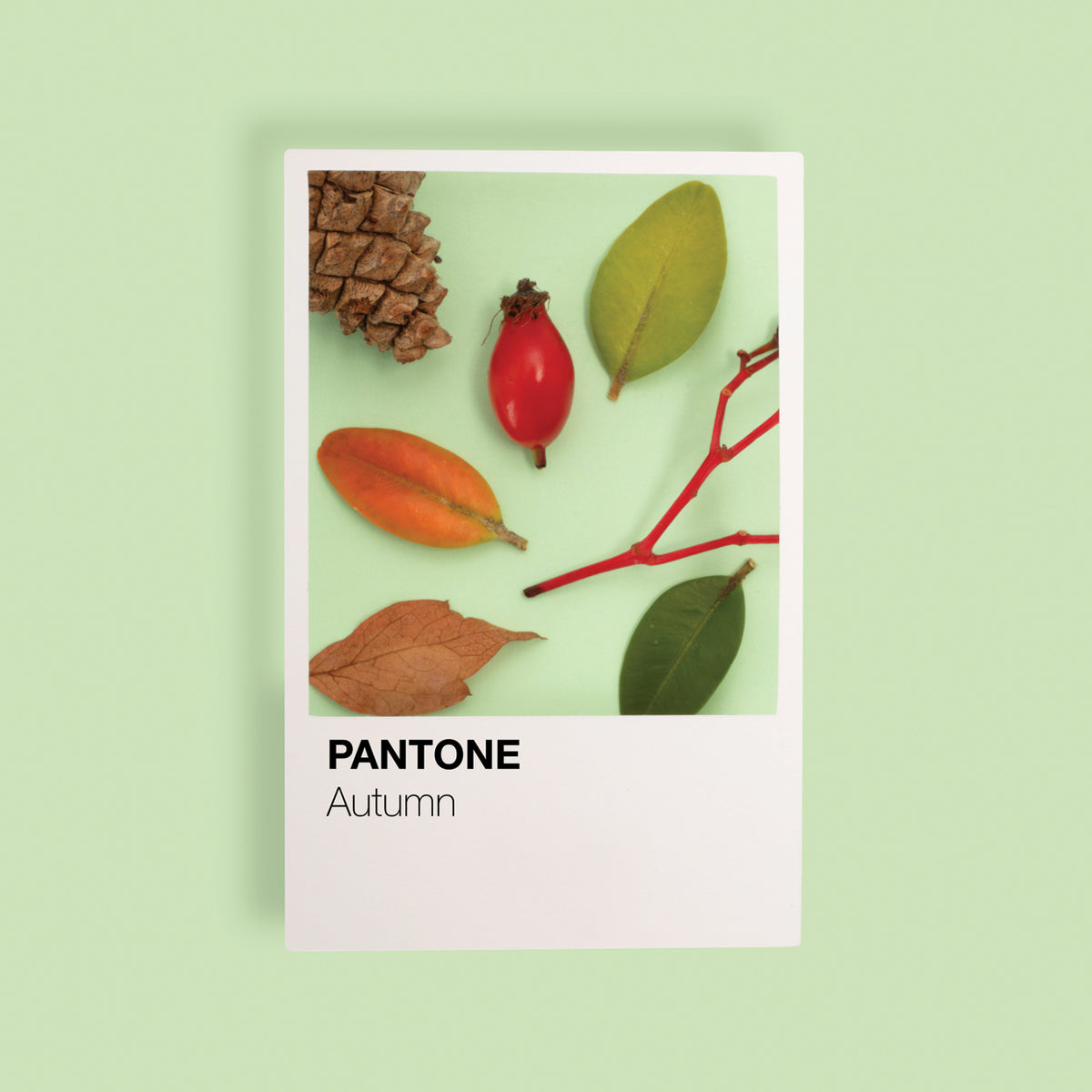 Autumn Color