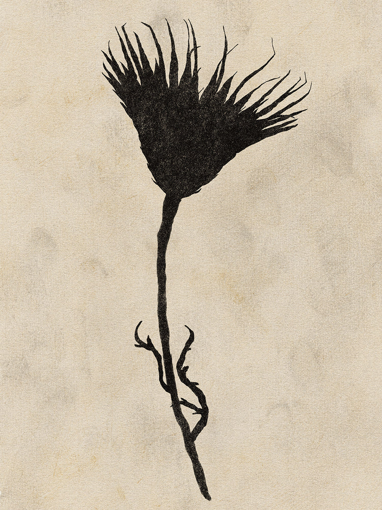 Botanical Silhouette III